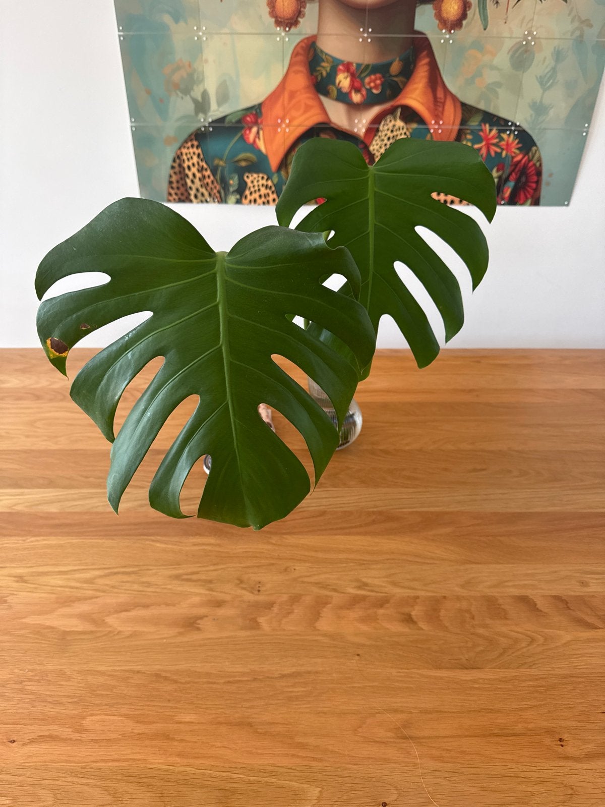 Monstera Deliciosa stek met wortels, Ophalen, Overige soorten, Halfschaduw, Minder dan 100 cm