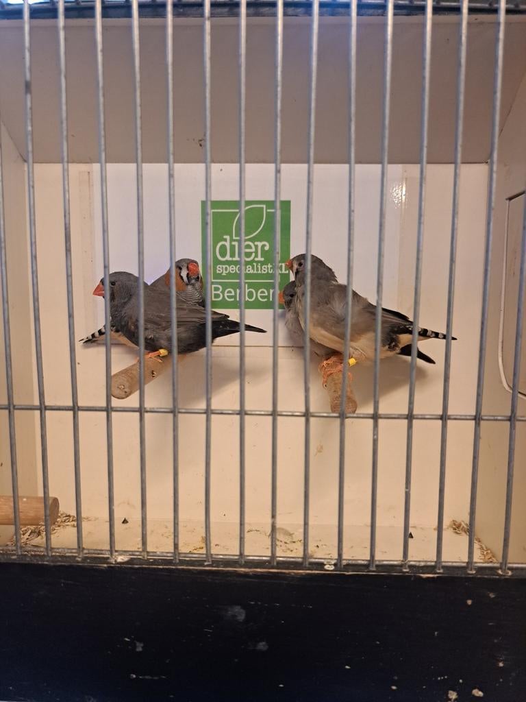 Koppels charcoal zebravinken, Meerdere dieren