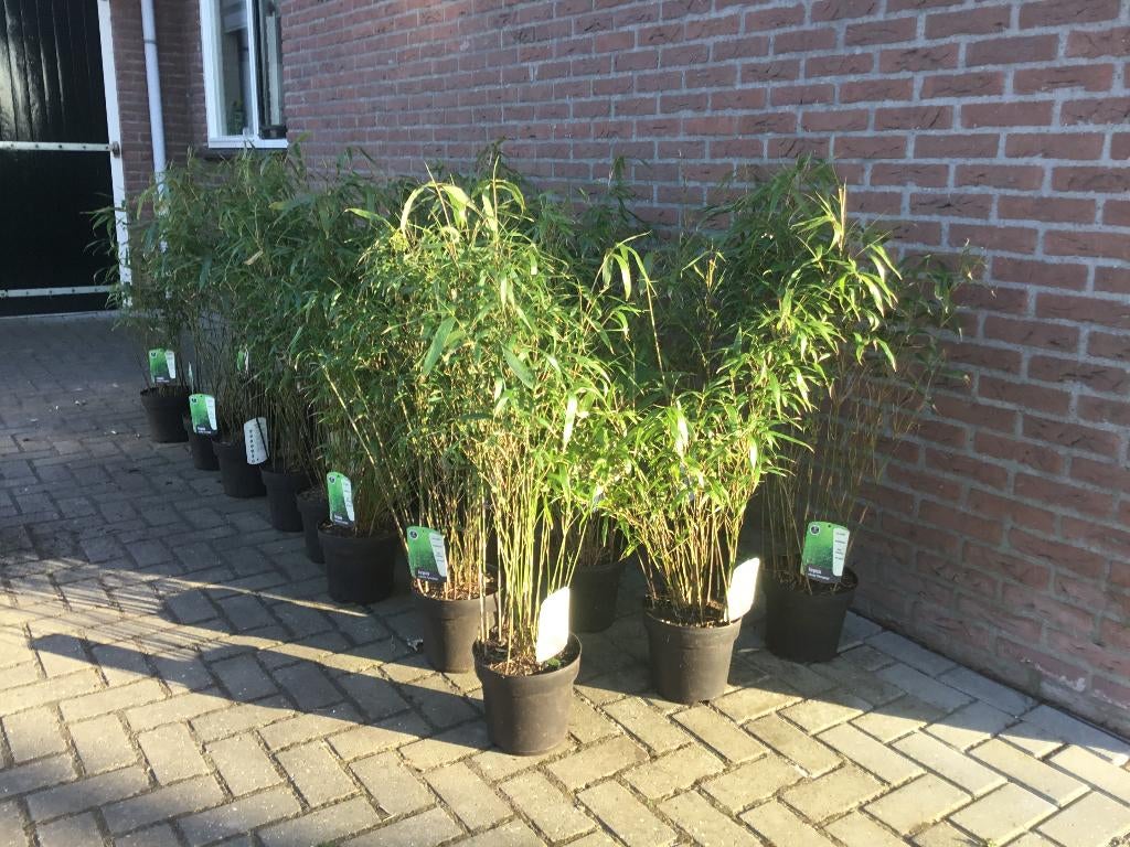 Fargesia Robusta Formidable, niet woekerende bamboe!!!, Ophalen, Bamboe, Haag, 100 tot 250 cm