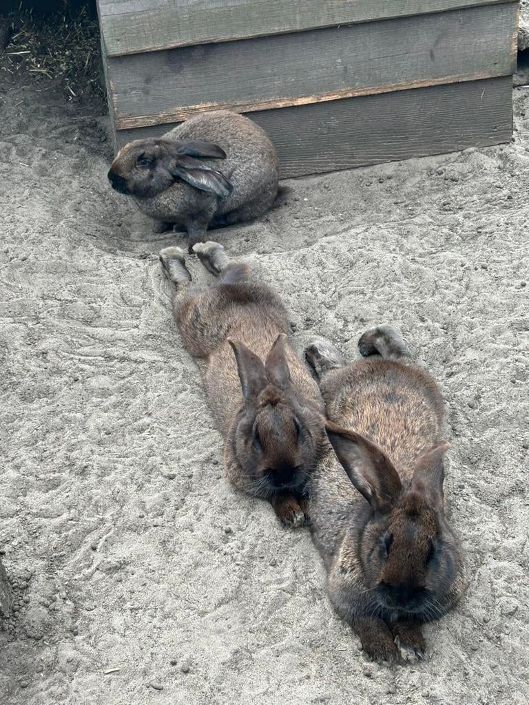 3 duitse reus rammen, Dieren en Toebehoren, Mannelijk, Groot
