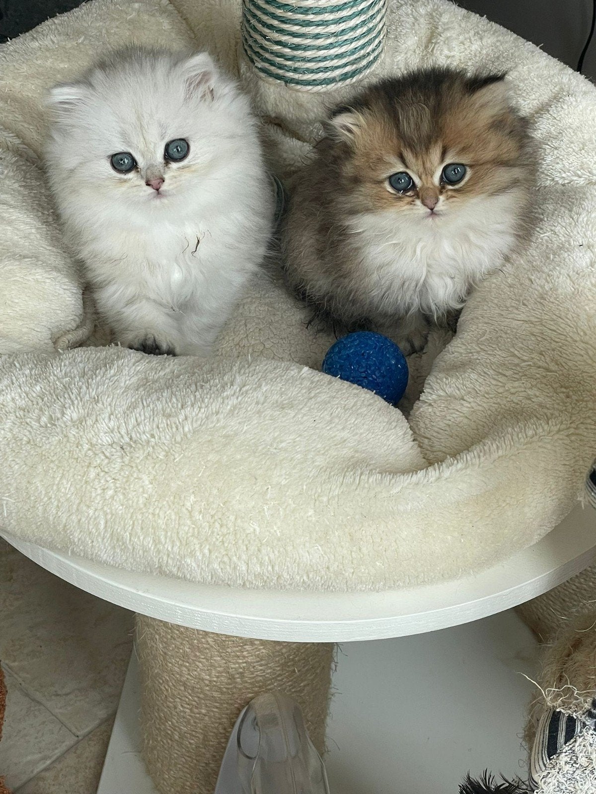 Britse Langhaar een heel mooi poesje en katertje, Dieren en Toebehoren, Katten en Kittens | Raskatten | Korthaar, Meerdere dieren