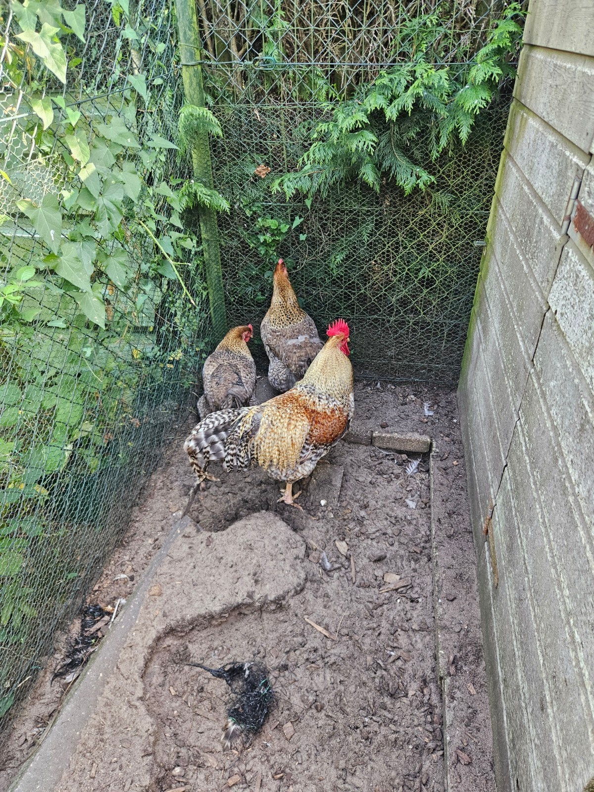 bielefelders te koop, Dieren en Toebehoren, Meerdere dieren, Kip