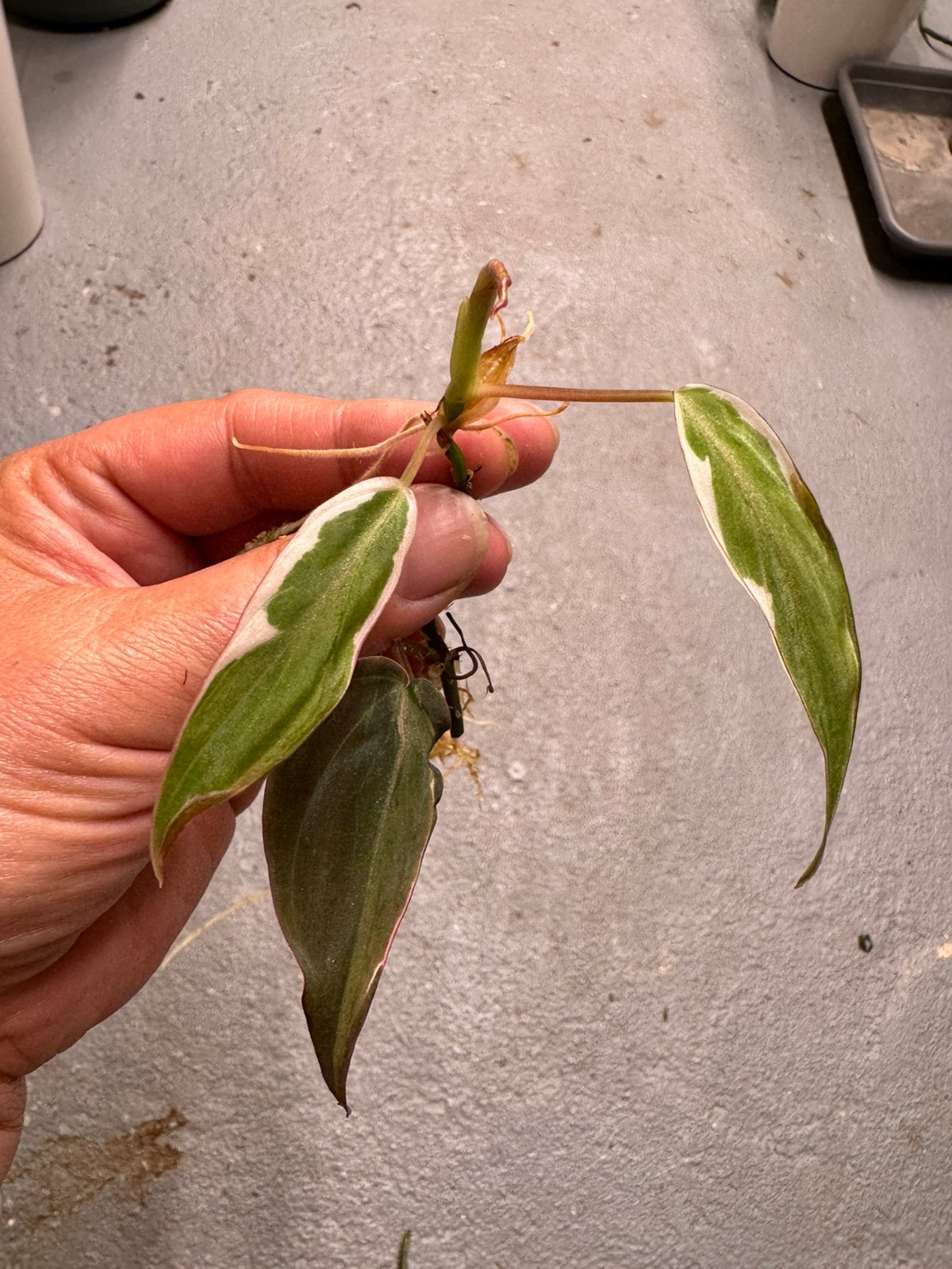 Philodendron Micans Velvet Halo, Huis en Inrichting, Kamerplanten, Ophalen of Verzenden, Halfschaduw, Minder dan 100 cm