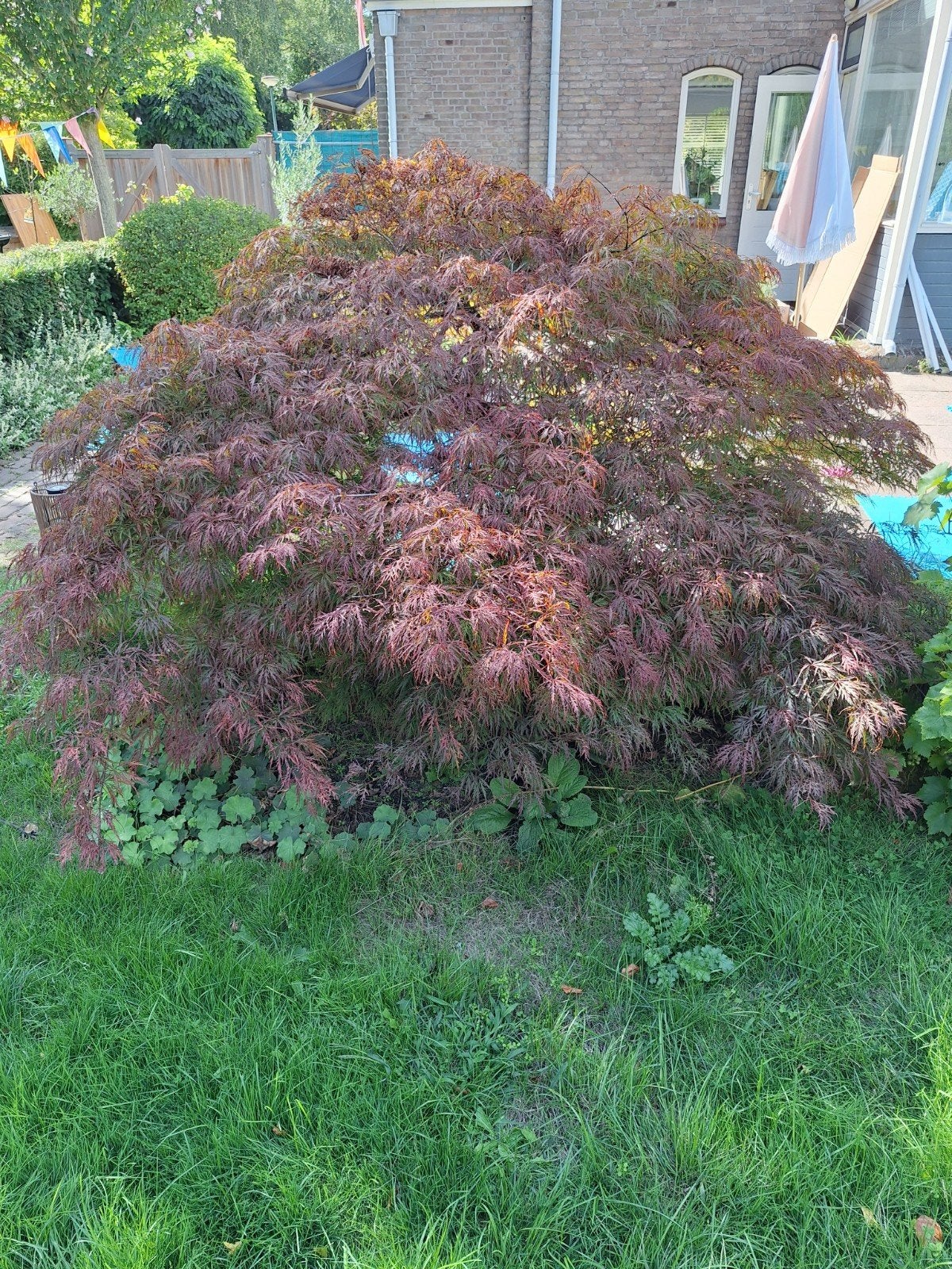 Prachtige Japanse Esdoorn (Acer Palmatum Dissectum), Ophalen, Halfschaduw, Overige soorten, Lente