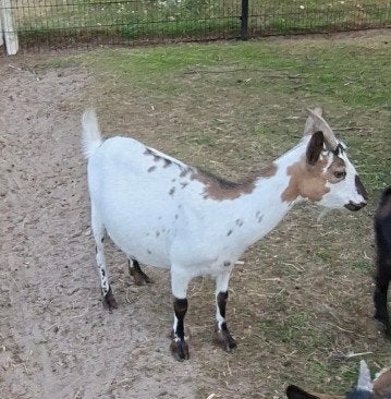 Dwerggeit, elk jaar mooi getekende geitjes gehad, zie foto, Vrouwelijk, Geit