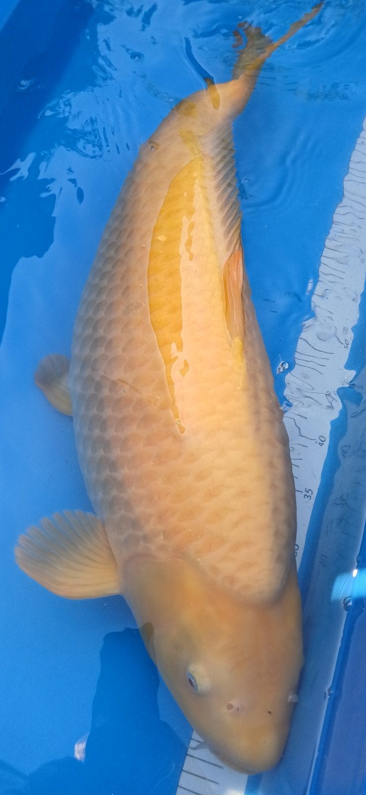 Karashigoi, Dieren en Toebehoren