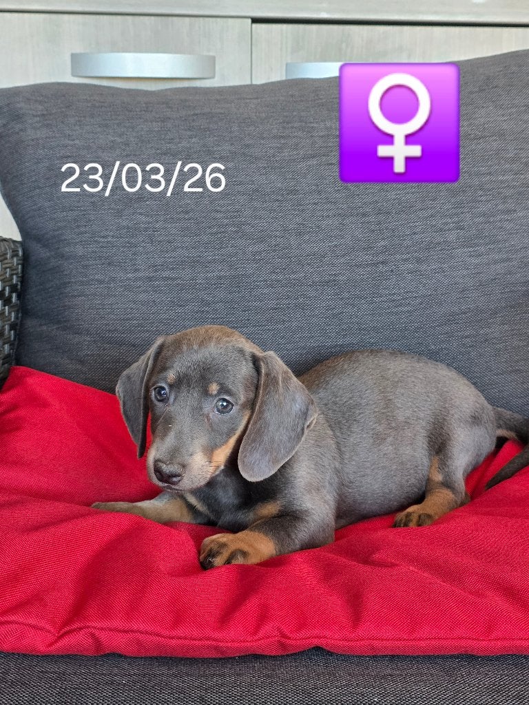 mooie korthaar teckel pups, België, 8 tot 15 weken, Korthaar, Teef