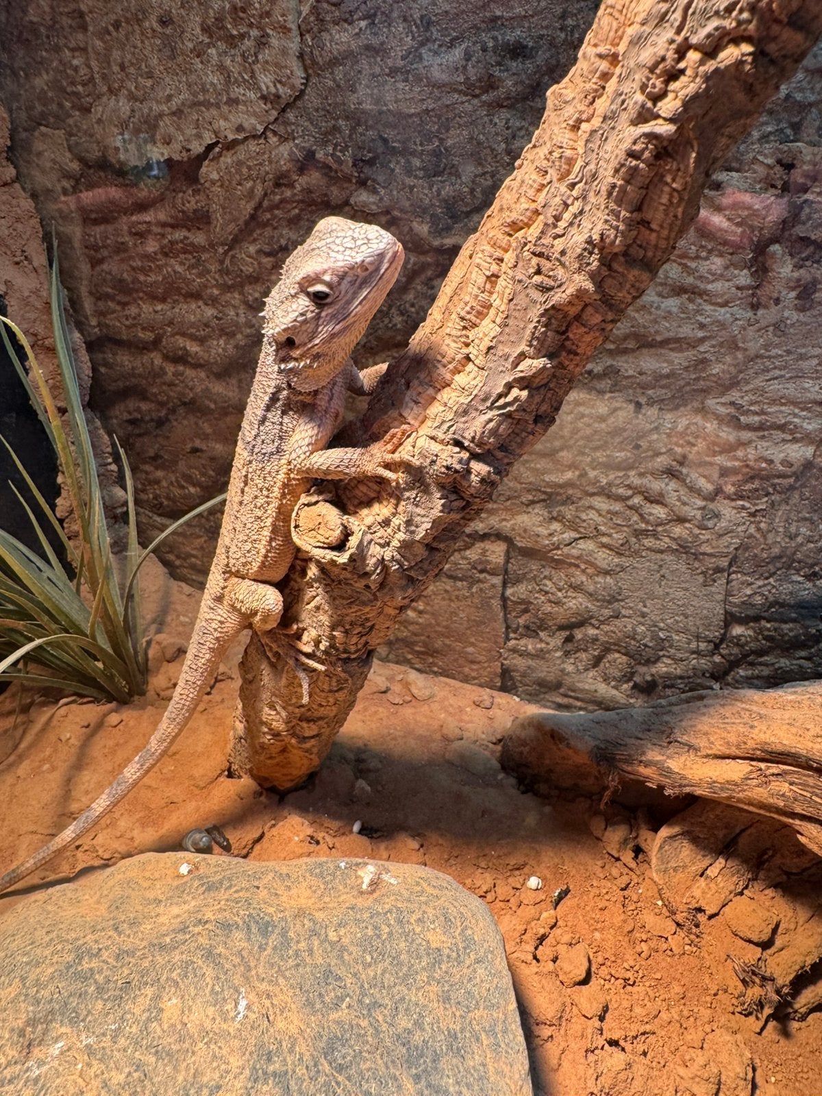 Baardagaam (pogona minor) Bearded Dragon photo 6