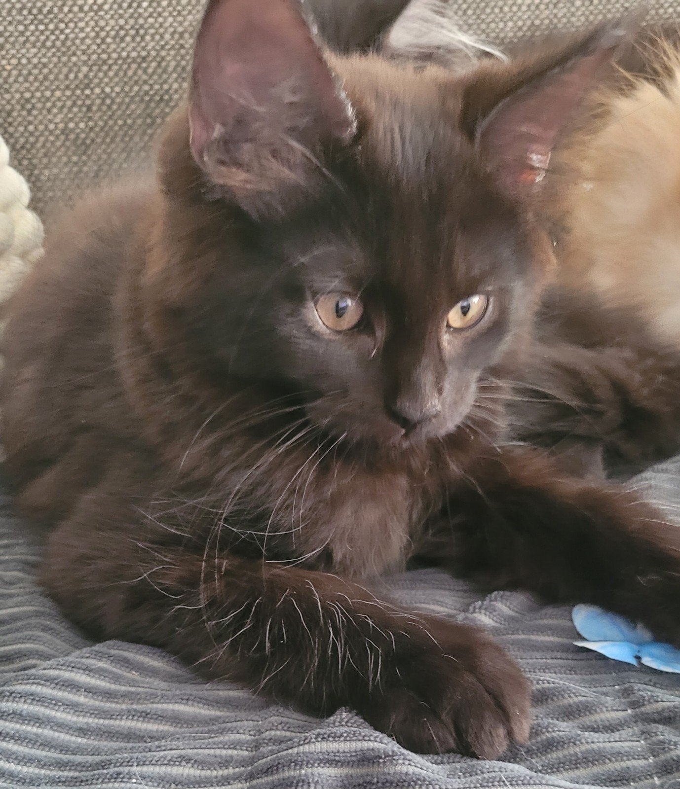 Prachtige Maine Coon kittens, Dieren en Toebehoren, Meerdere dieren, Gechipt, 0 tot 2 jaar