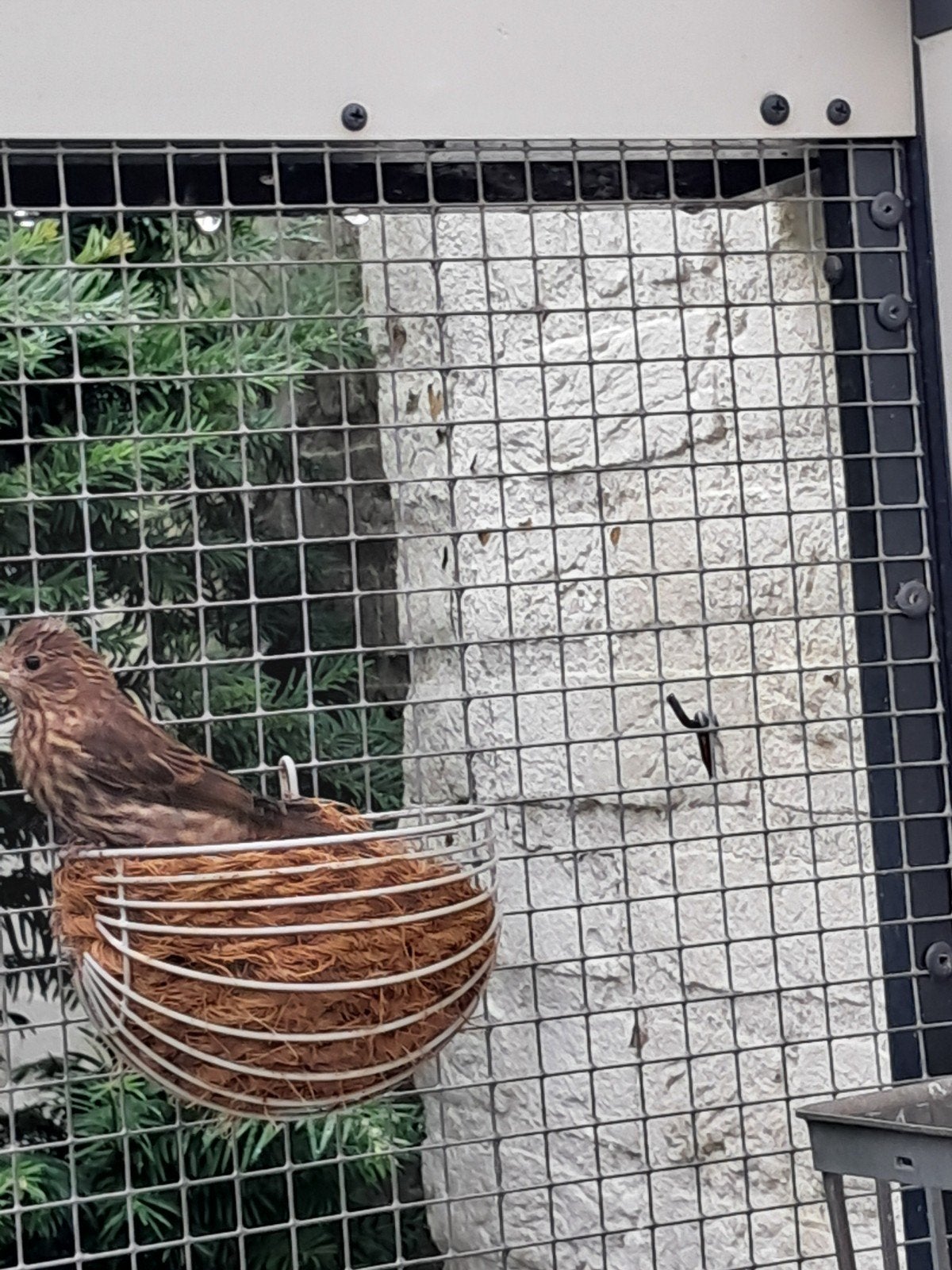Mexicaanse roodmussen, Dieren en Toebehoren, Meerdere dieren