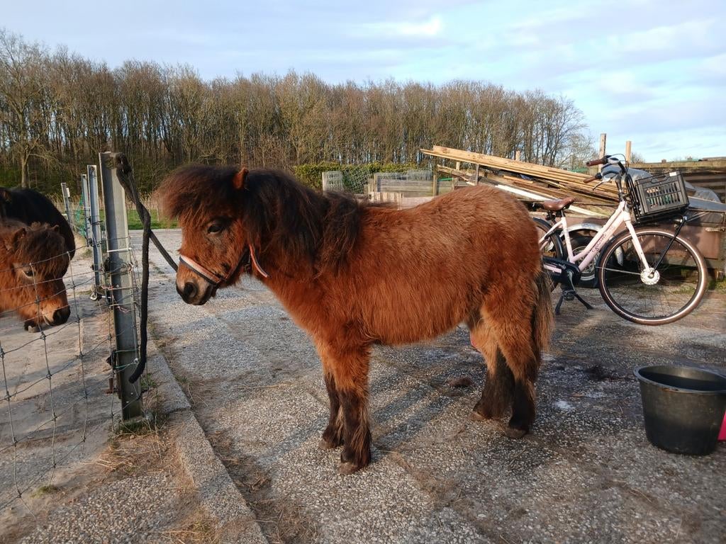 Te koop 2 mooie shetlander's, Dieren en Toebehoren, Merrie, Onbeleerd, A pony (tot 1.17m), 0 tot 2 jaar