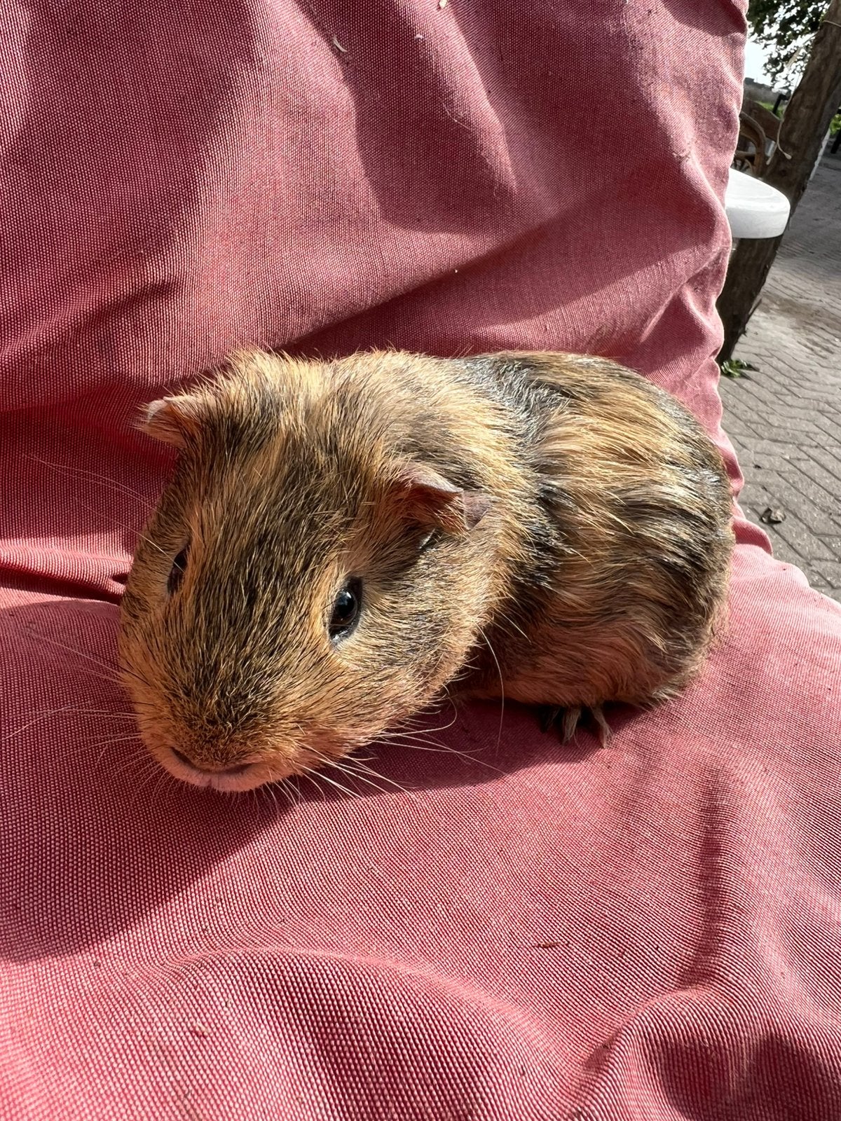 Mannetjes cavia / jong beertje te koop, Dieren en Toebehoren, Cavia, Juni, Mannelijk, Tam