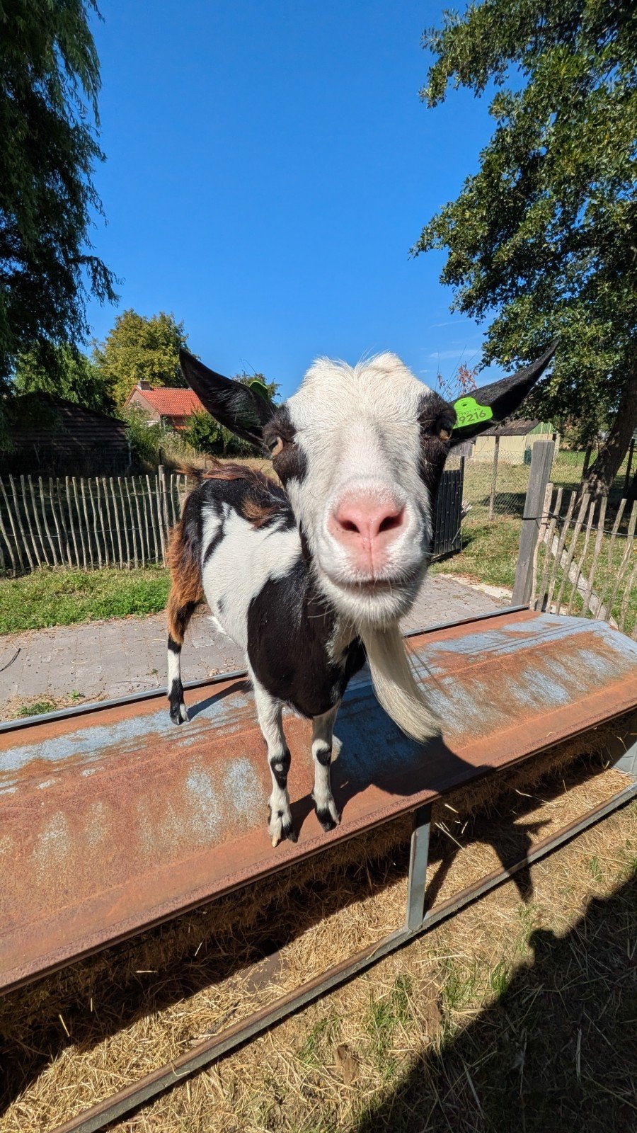 Geitjes te koop. Rustige dieren en heel handtam!, Dieren en Toebehoren, Meerdere dieren, Geit, 0 tot 2 jaar