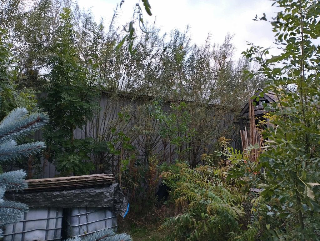 Veel grote en gratis wilgentakken in november stad Groningen, Tuin en Terras, Overige soorten, 250 tot 400 cm, Zomer, Ophalen