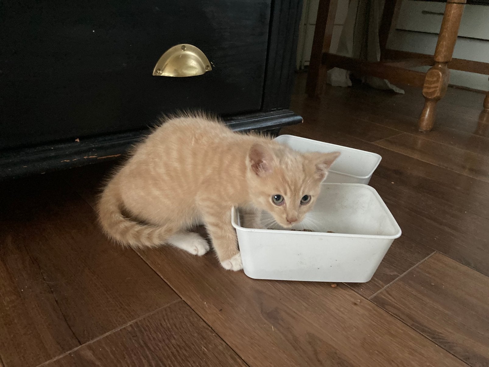 Rood katertje te koop, Kater