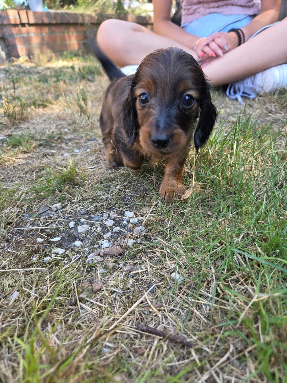 3 lieve teckel reutjes zoeken een gouden mandje, Reu, 8 tot 15 weken, Dwerg, Eén hond