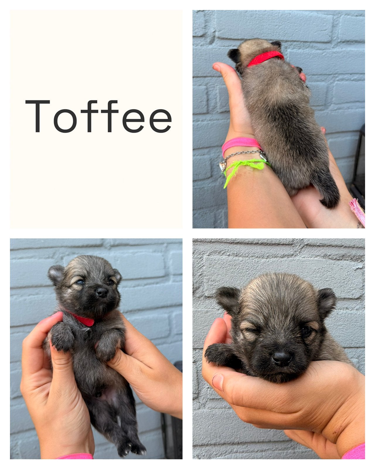 Pomchi puppy Pomeriaan x Chihuahua, Dieren en Toebehoren, Honden | Chihuahua's en Gezelschapshonden, Parvo, Overige rassen, 8 tot 15 weken