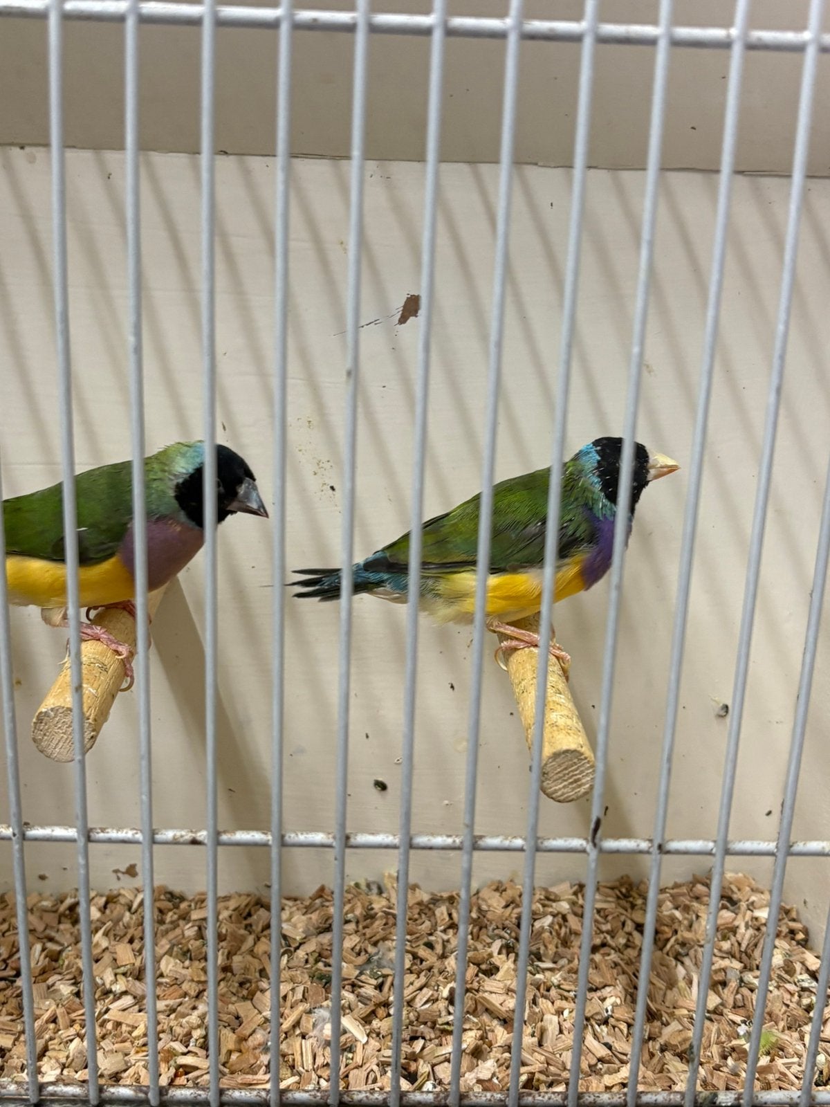 3 Koppels Gouldamadine, Meerdere dieren