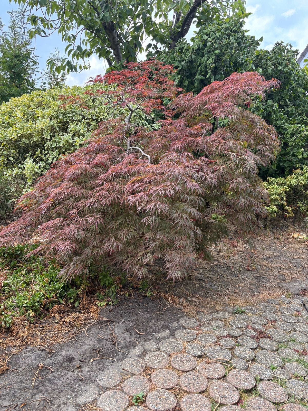 Prachtige Japanse Esdoorn (zelf uitgraven), Tuin en Terras, Planten | Bomen, Ophalen, Halfschaduw, Overige soorten, Lente