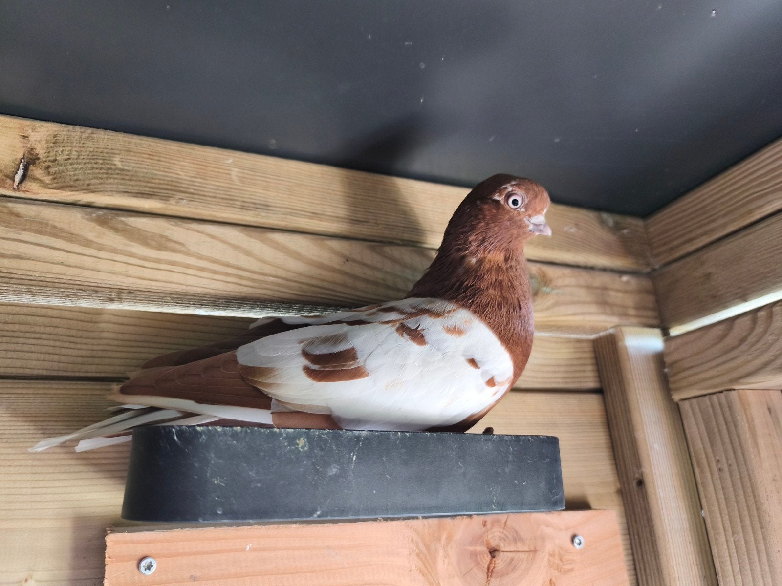 Portugese tuimelaars, Meerdere dieren, Tuimelaar of Roller
