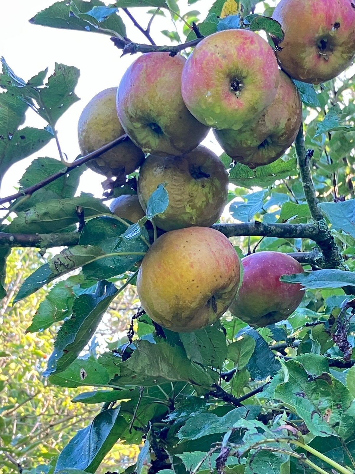 Biologische Goudrenetten - Heerlijk en Vers, Diversen, Ophalen of Verzenden
