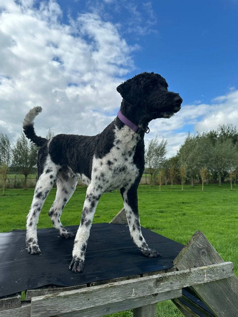 EX- HULPHOND THEO, GOLDENDOODLE, Dieren en Toebehoren, Nederland, 1 tot 2 jaar, Eén hond, Reu