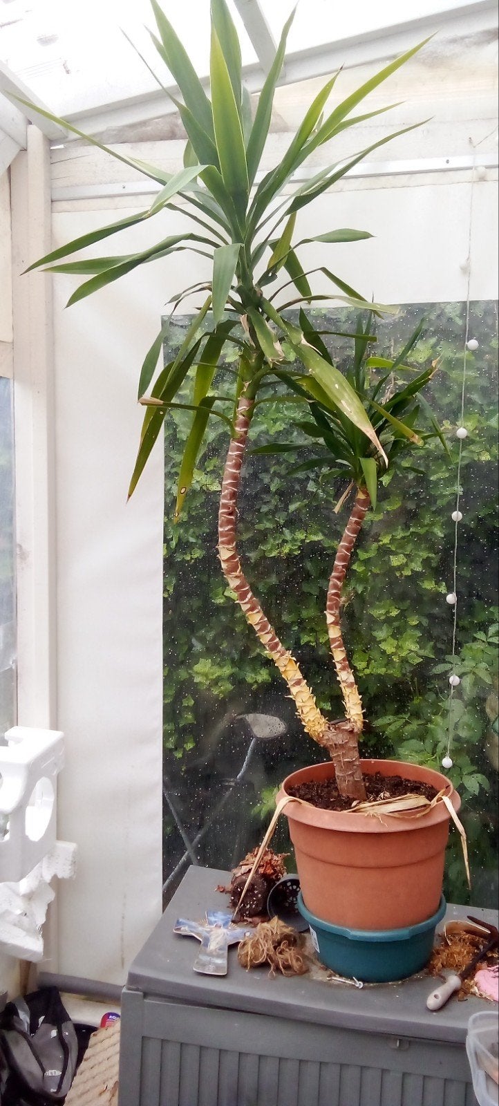 Dracaena 2 meter hoog, Ophalen