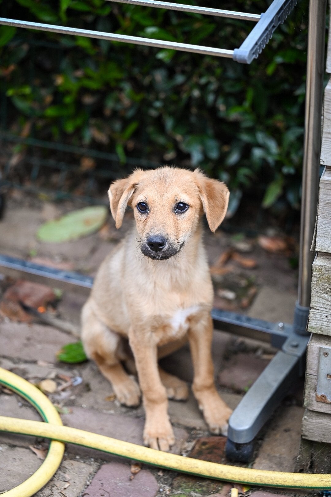 Logan klein medium reutje 4 maanden, Dieren en Toebehoren, Honden | Niet-rashonden, Particulier, 15 weken tot 1 jaar, Reu, Buitenland