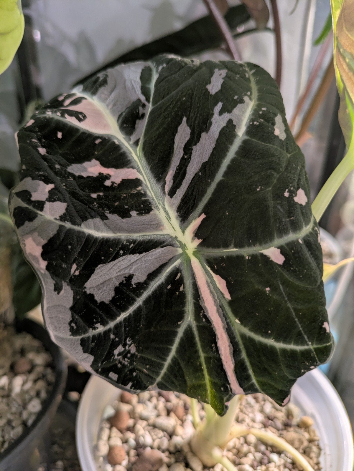 Alocasia Black Velvet pink variegata knolletjes, Ophalen of Verzenden, Halfschaduw, Minder dan 100 cm