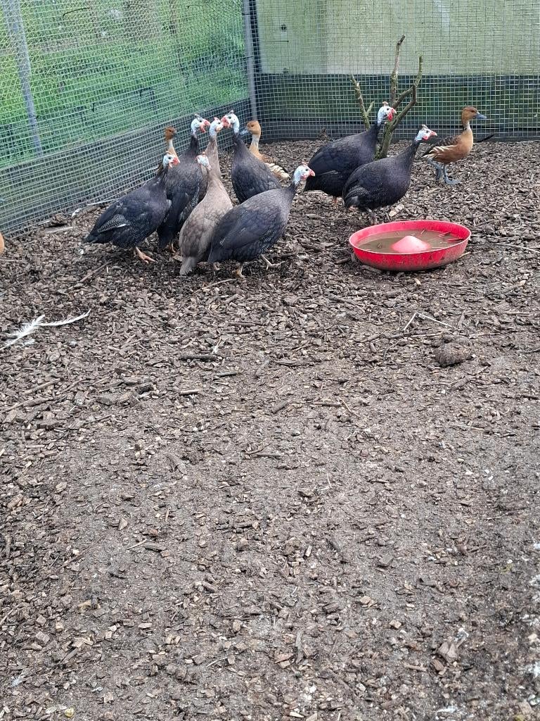 Parelhoenders, Dieren en Toebehoren, Meerdere dieren, Overige soorten