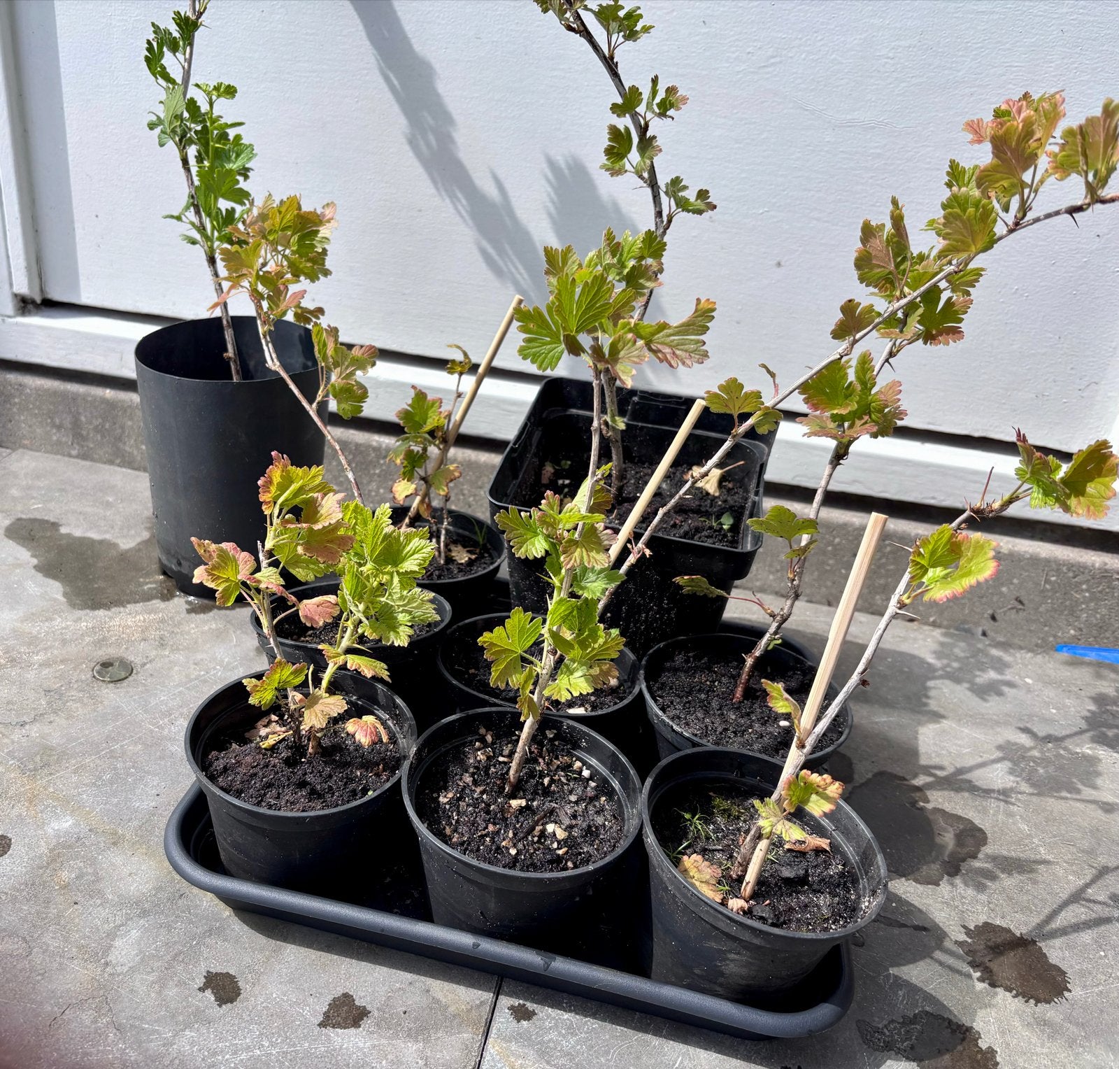 Kruisbes planten, Fruit, Bessen, Voedselbos, Kruisbessen, Volle zon, Vaste plant, Ophalen of Verzenden, Fruitplanten