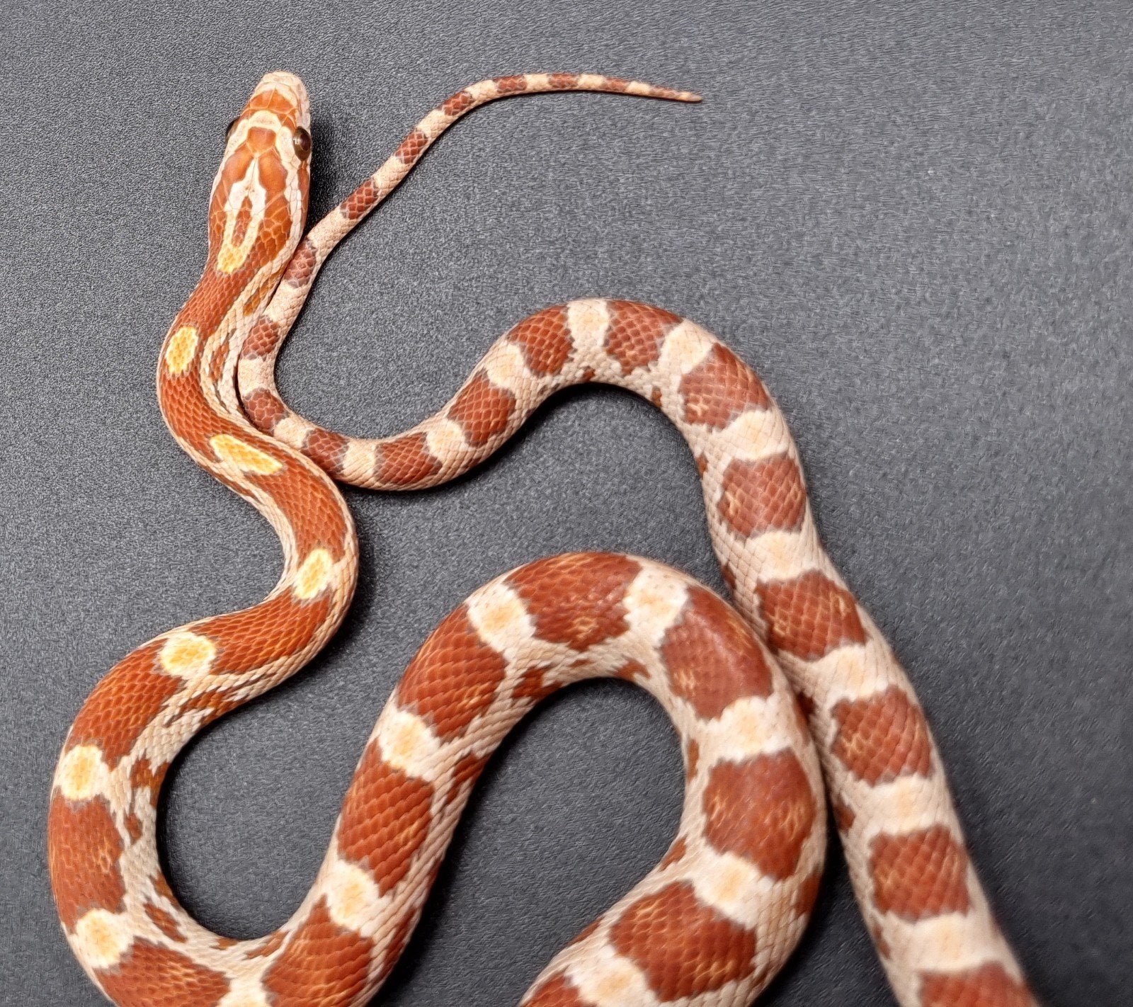 jonge rode rattenslangen - butter, golddust, ultramel, amel Corn Snake photo 4