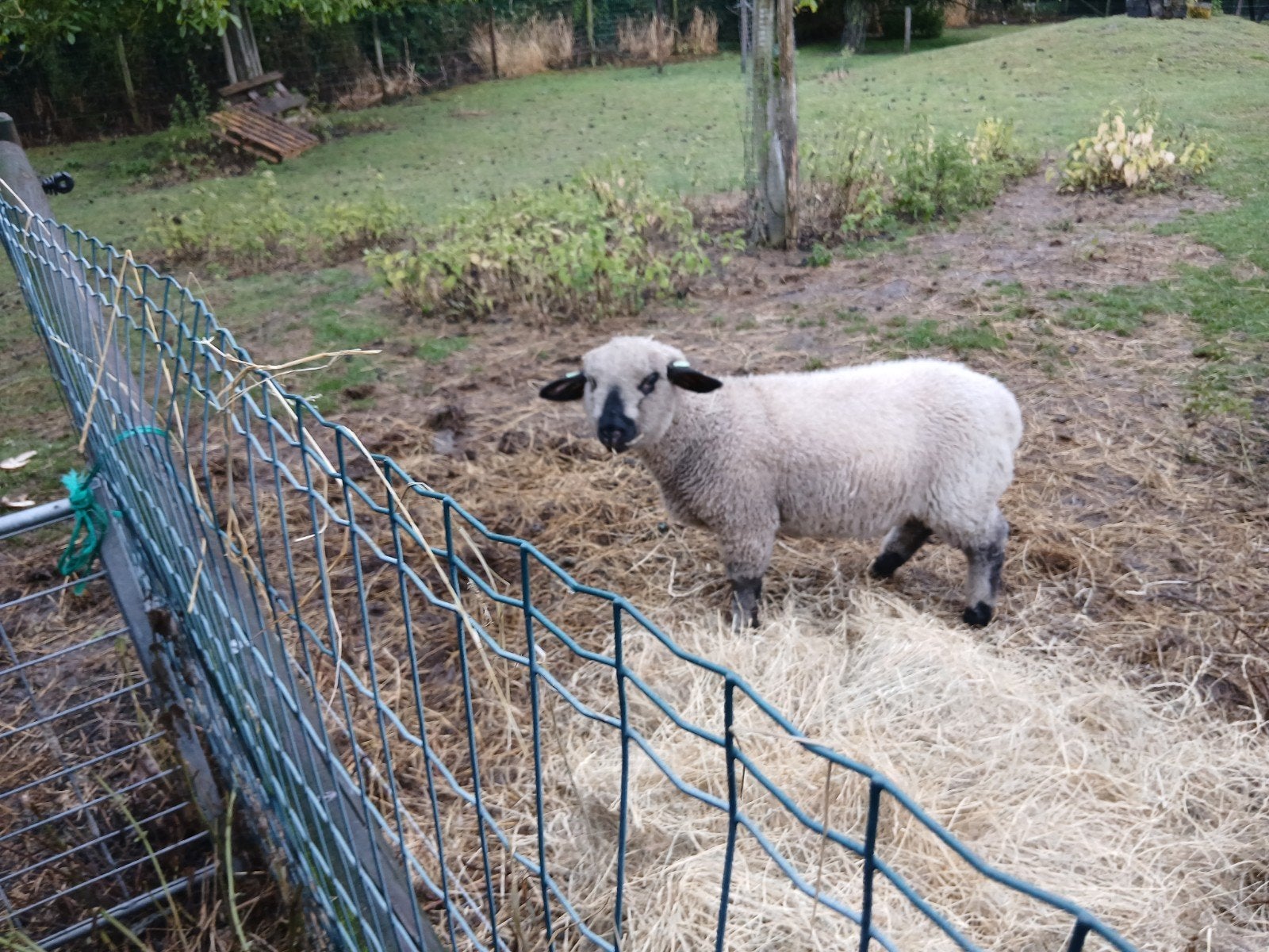 Mooie hampshiredown lammeren, Dieren en Toebehoren, Schapen, Geiten en Varkens, Meerdere dieren, Schaap