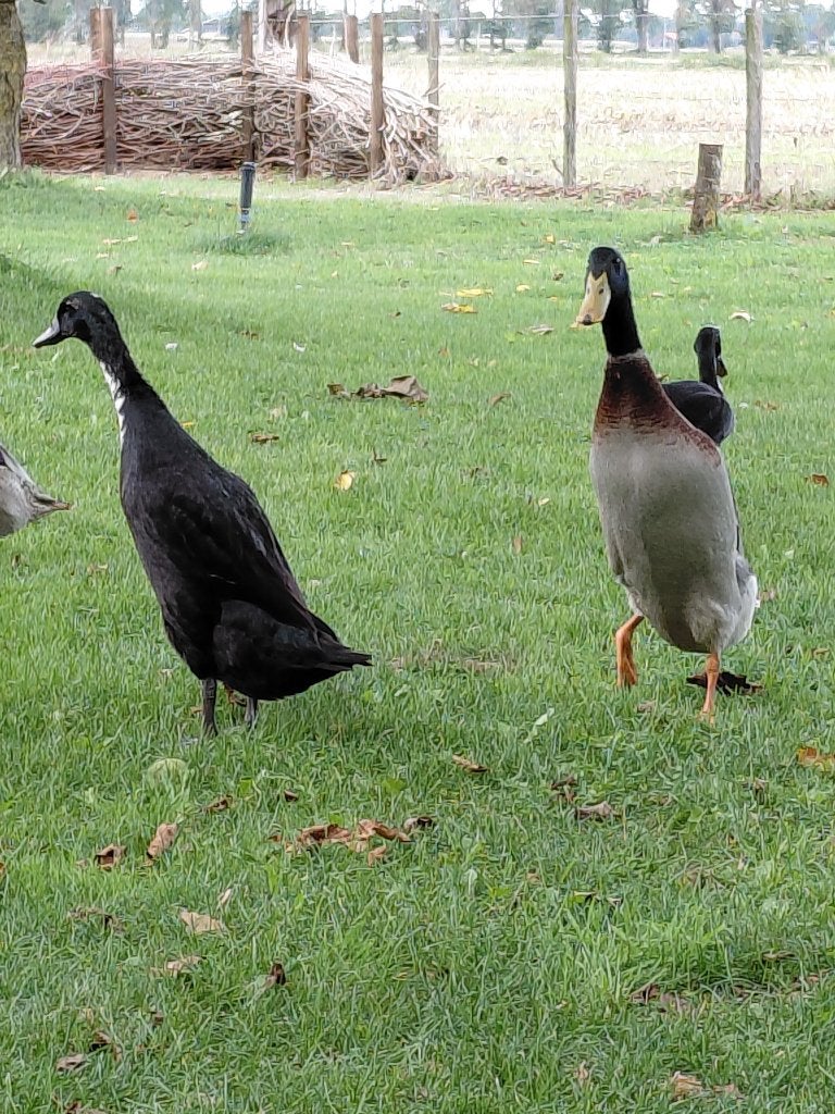 Indische loopeenden, Meerdere dieren, Eend