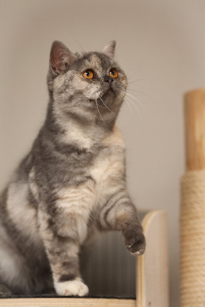 Brits korthaar poes, Poes, Gechipt, 0 tot 2 jaar
