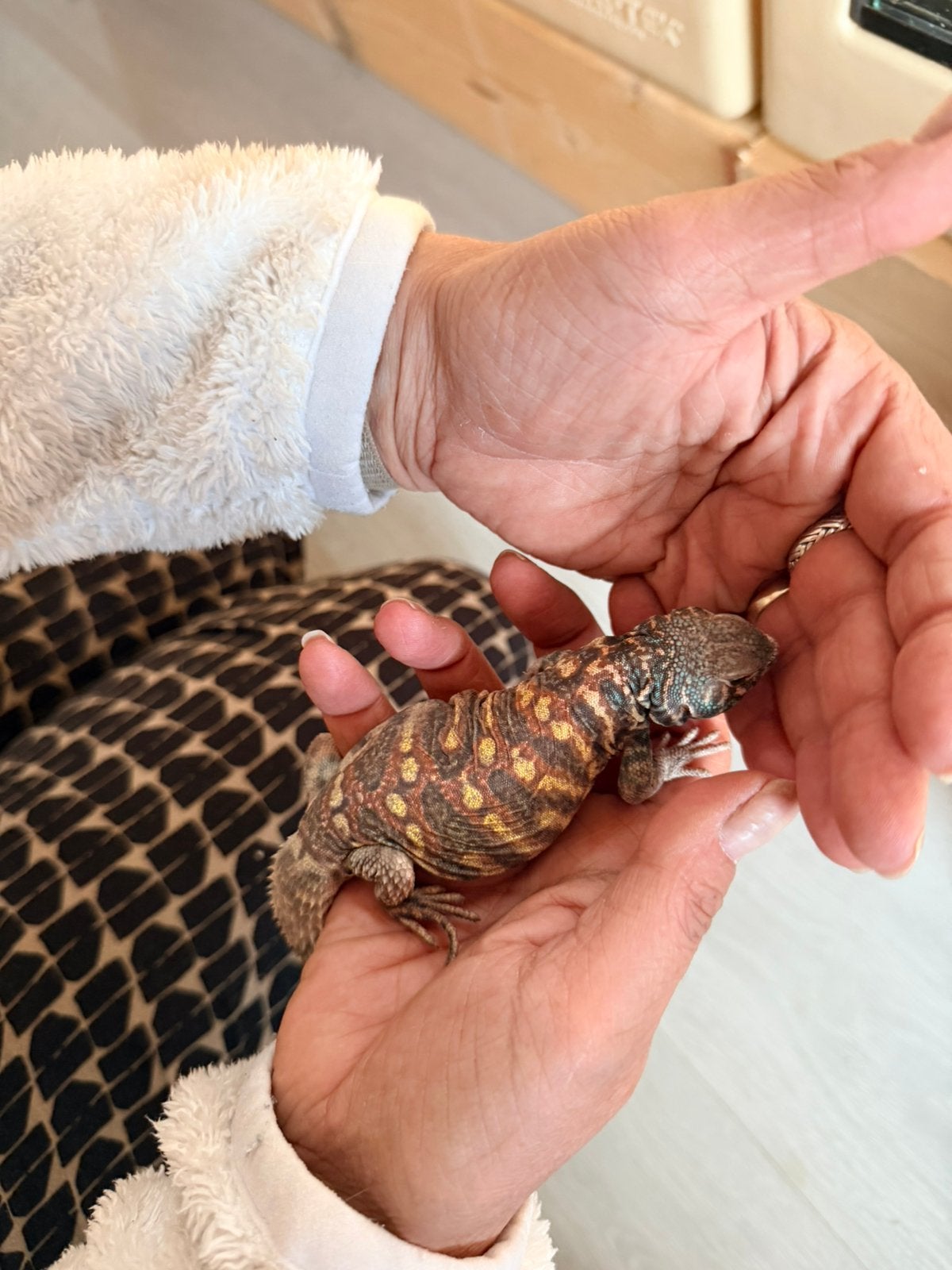 Uromastyx ornata, Slang, 0 tot 2 jaar