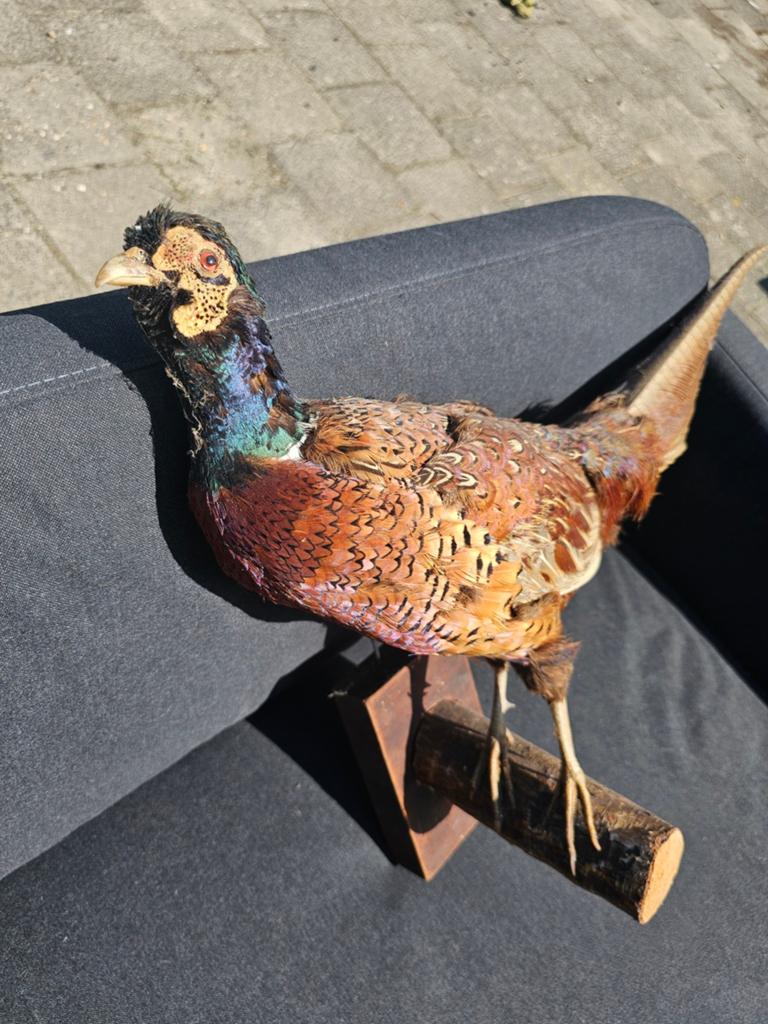 Prachtige opgezette fazant - Taxidermie, Verzamelen, Ophalen, Zo goed als nieuw, Vogel, Opgezet dier