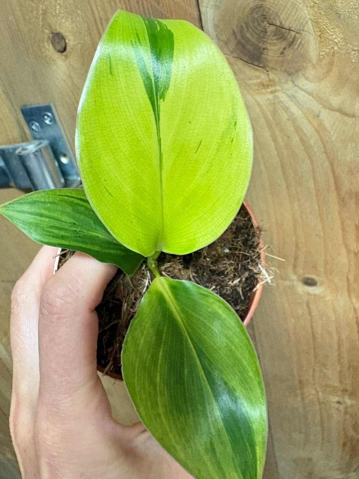 Strelitzia nicolai variegata plant lemon lime aurea green, Huis en Inrichting, Kamerplanten, Ophalen of Verzenden, Halfschaduw