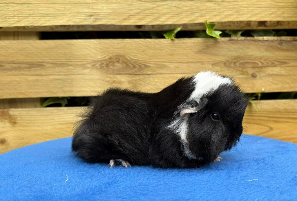 Fraaie Peruvian Cavia’s, Dieren en Toebehoren, Knaagdieren, Mannelijk, Tam, Maart, Cavia