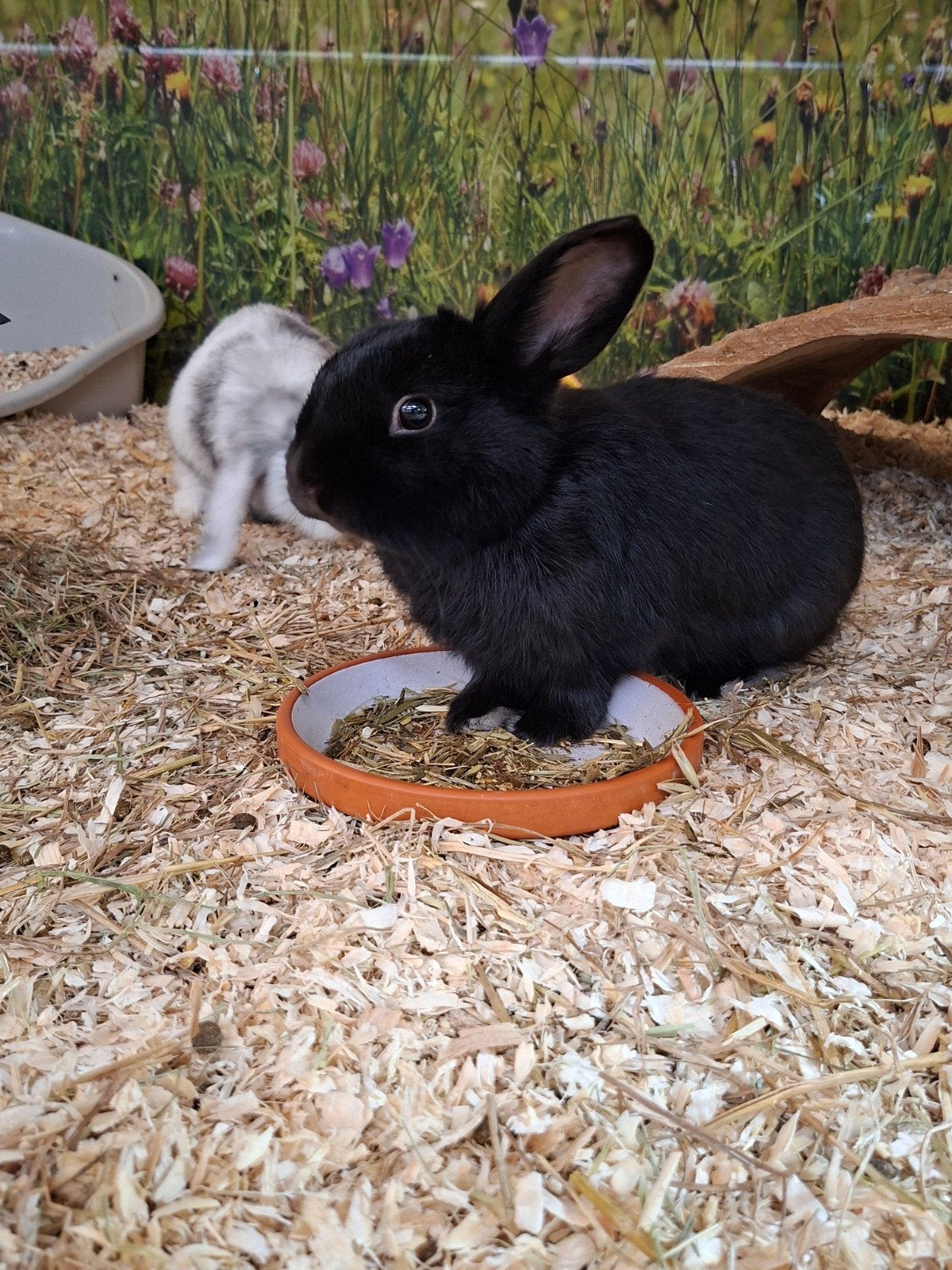 Hele lieve hangoor ram, Dieren en Toebehoren, Konijnen, Mannelijk, Dwerg, Hangoor, 0 tot 2 jaar