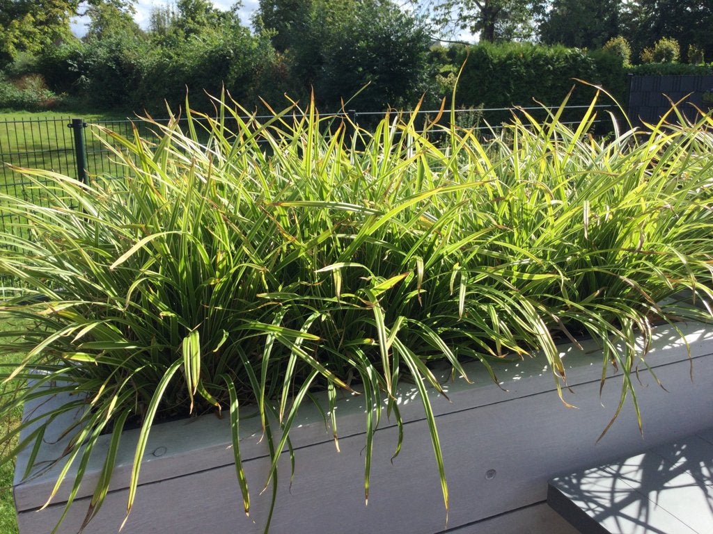 Siergras, jonge plantjes, Carex everlime, winterhard, Ophalen, Vaste plant, Siergrassen, Volle zon