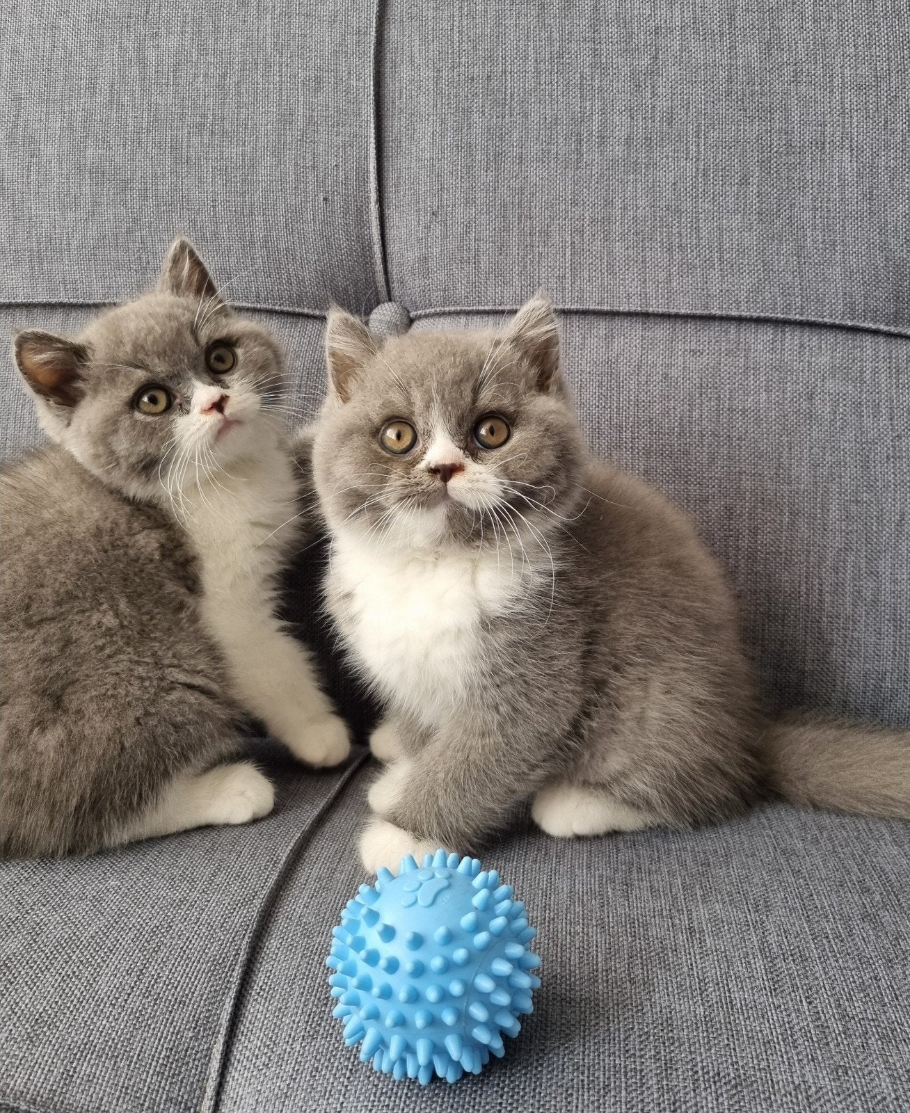 Britse korthaar katertjes met stamboom, Kater, Met stamboom, 0 tot 2 jaar