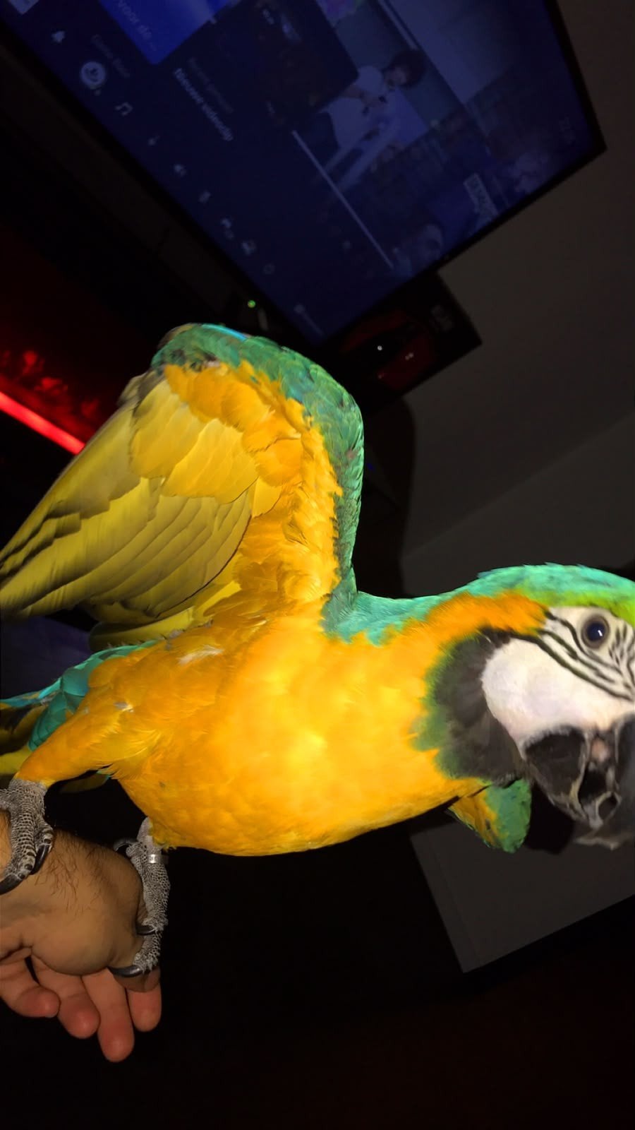 Blauw gele ara, Dieren en Toebehoren, Mannelijk, Papegaai