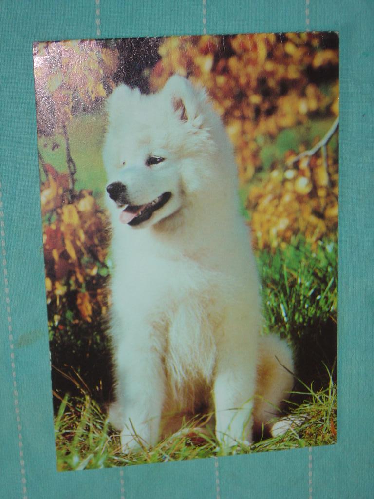 12) Kleuren ansichtkaart Samojeed Hond, Ophalen of Verzenden, 1980 tot heden, Ongelopen, Hond of Kat