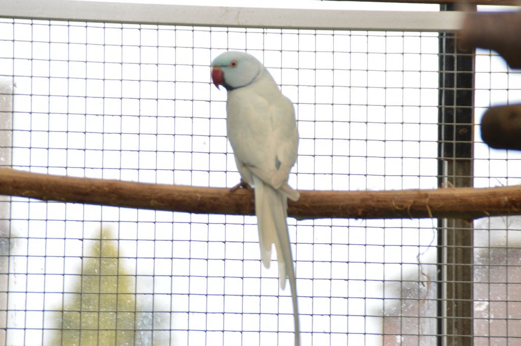 gezocht halsbandparkieten overgoten, Dieren en Toebehoren, Meerdere dieren, Parkiet, Geringd