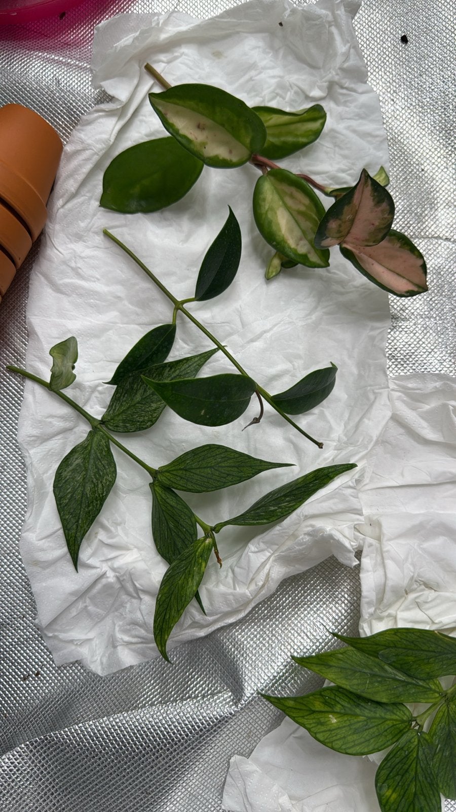 Hoya stekjes - Diverse soorten, Vaste plant, Ophalen of Verzenden, Halfschaduw, Klimplanten