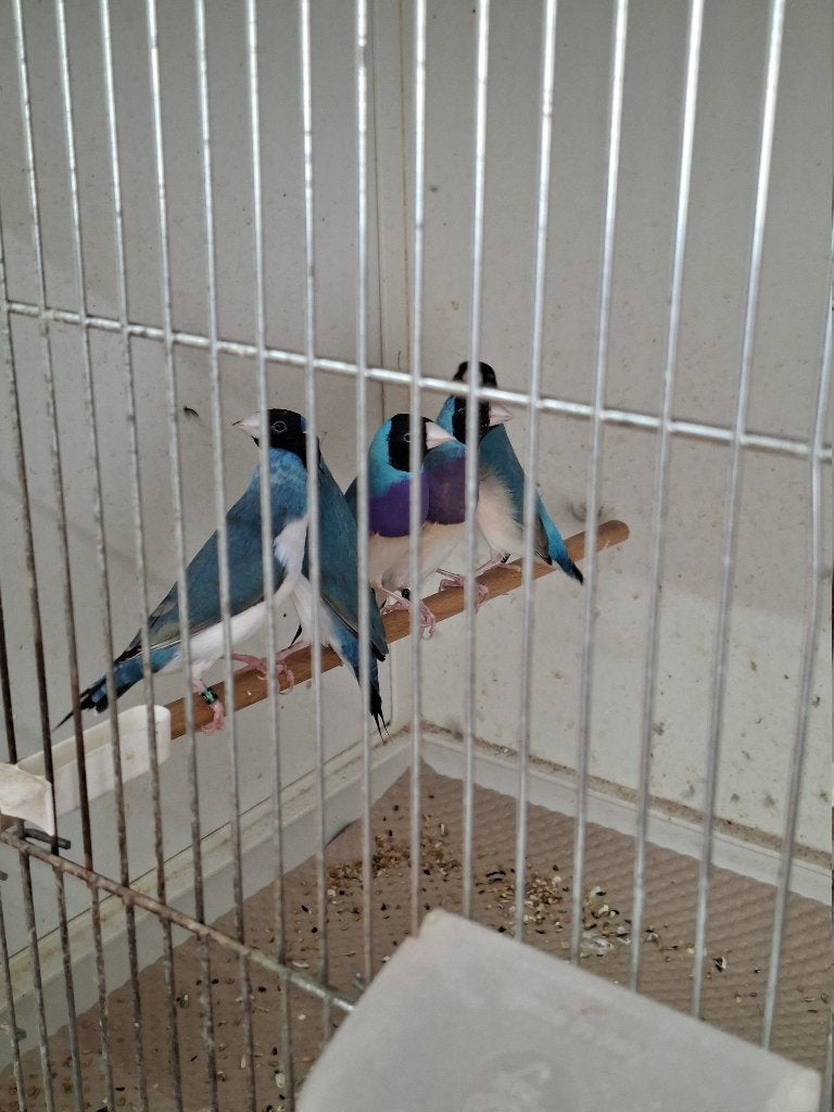 blauwe en split/blauwe gouldamadines, Meerdere dieren, Tropenvogel, Geringd