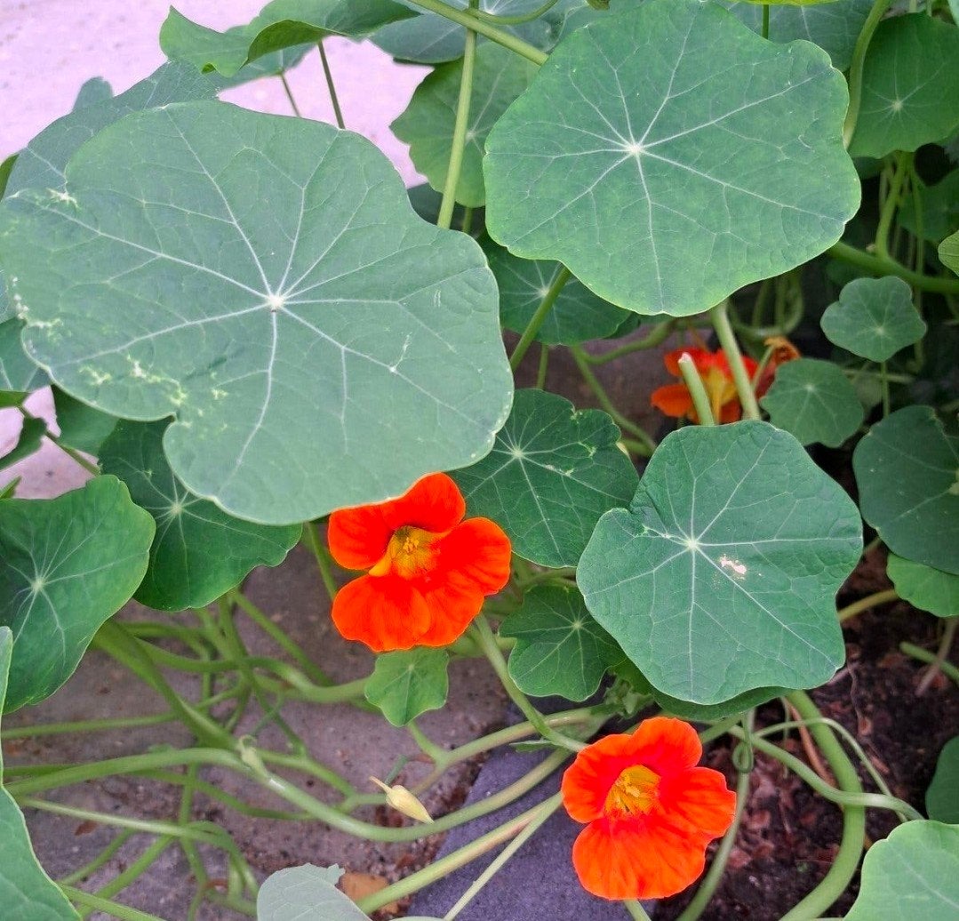 eetbare bloeiende planten oost indische kers, Ophalen of Verzenden