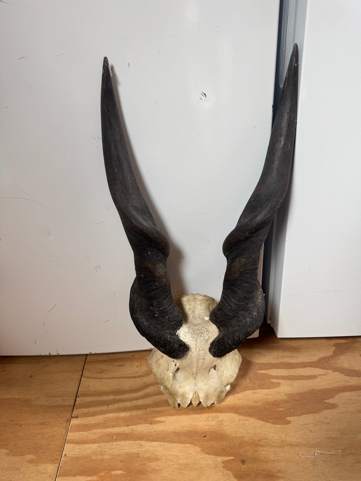 Schedel en hoorns elandantilope troffee, Ophalen of Verzenden, Zo goed als nieuw, Schedel