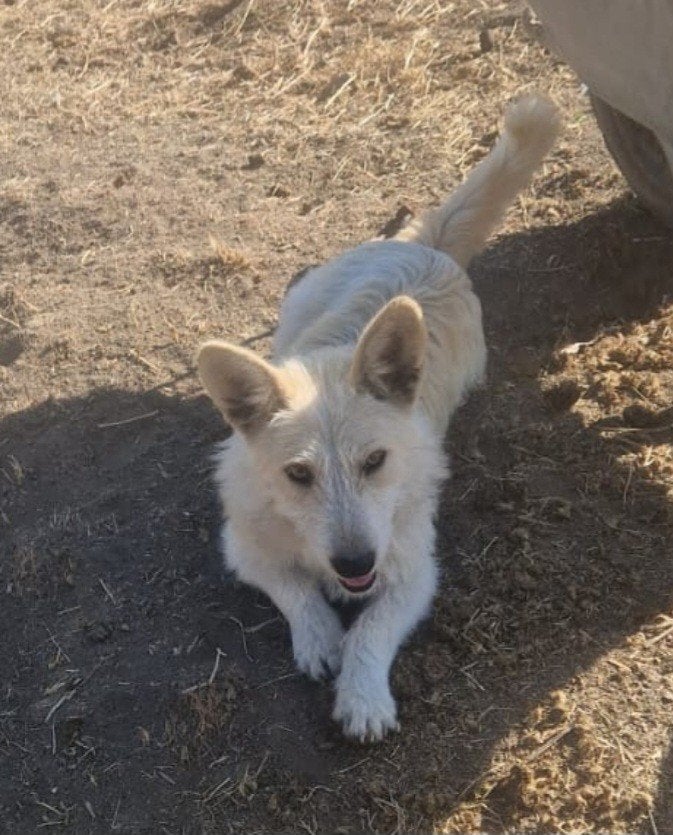 Zora zoekt baasje, Dieren en Toebehoren, Honden | Jack Russells en Terriërs, Particulier, Overige rassen, 1 tot 2 jaar, Buitenland